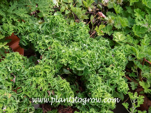 Lemon Sculpture Scented Geranium (Pelargonium Bontrosai)